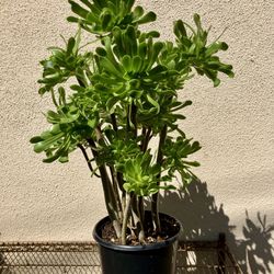  Tree Aeonium - Fire Resistant Succulent 