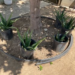 Aloe Vera Plants $20 Each. 5 Available
