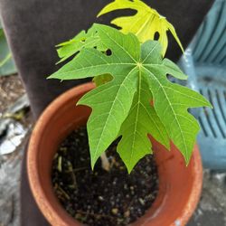 Papaya plant 