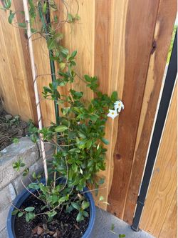 Free 5 ft tall Brazilian jasmine