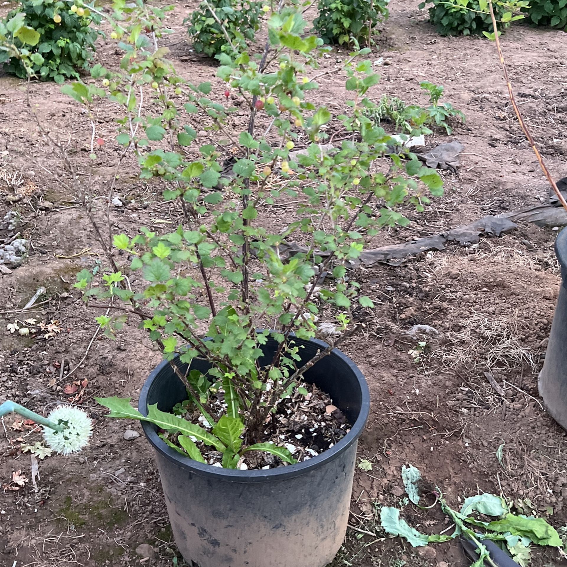 Berrys Plants