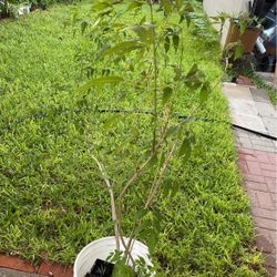 Planta De Esperaza  $20.00 Cada Una 