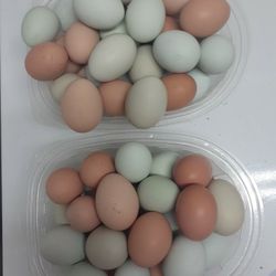 Fresh Chicken Eggs. 