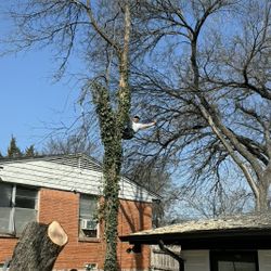 Se Hace Trabajo De Árboles Presupuesto Gratis 