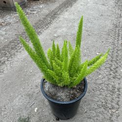 Foxtail Fern 