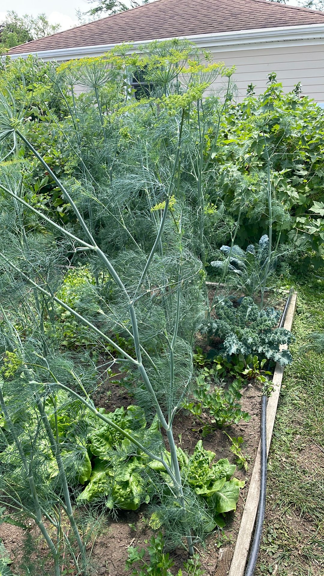 Dill