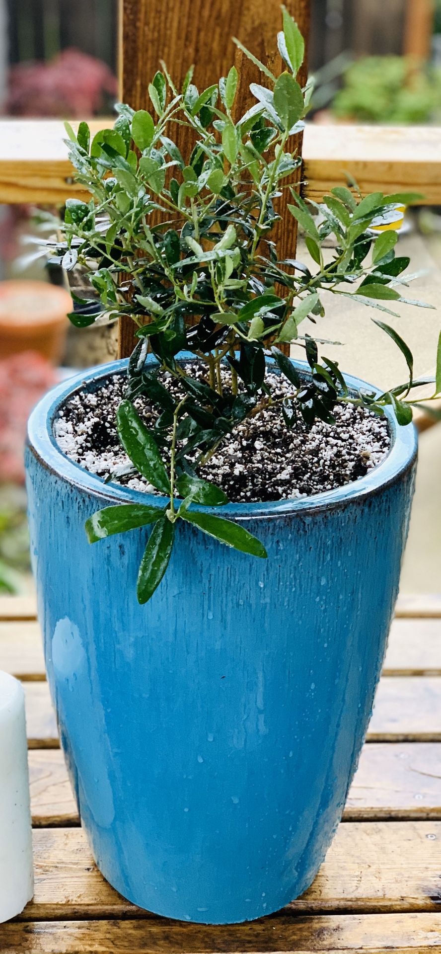 Live indoor or outdoor Olive Tree plant in a Le Beau ceramic planter pot—firm price