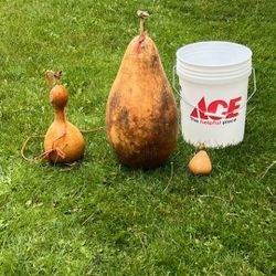 4varieties Gourd Plants 