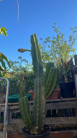 Peruvian Apple Cactus