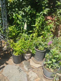 Butterfly bushes 30.each