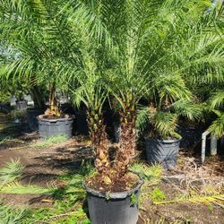 Beautiful Robollinis Palms About 6 Feet Tall!!! Fertilized 
