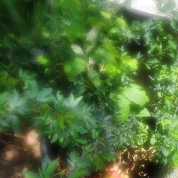 Nopal Y Guayavo  Y Guamichil  Por 40 Cada Uno