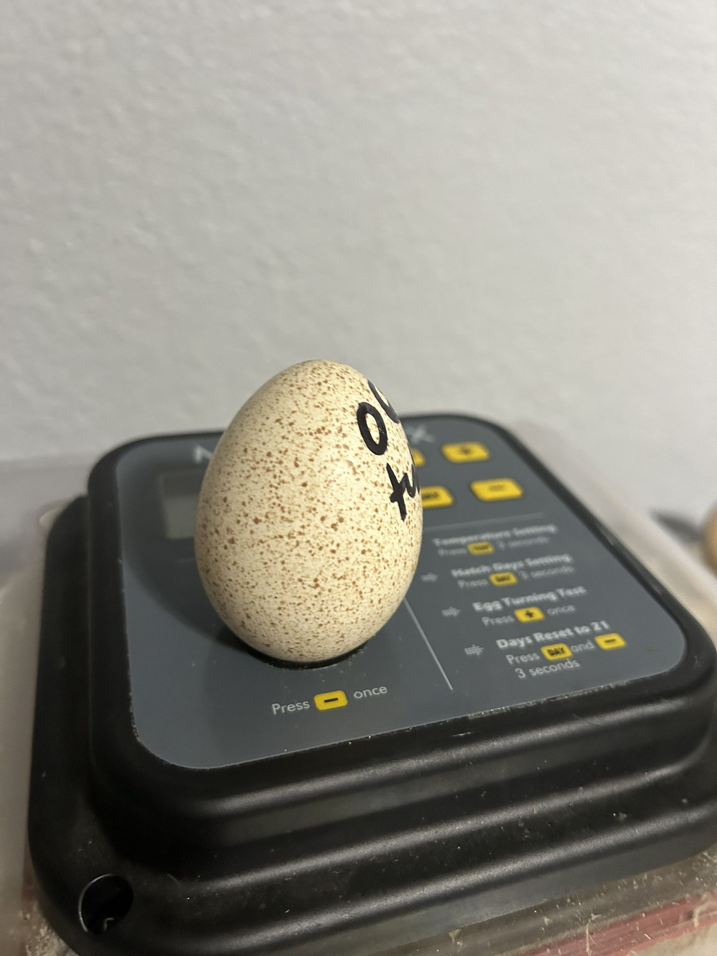 Eggs