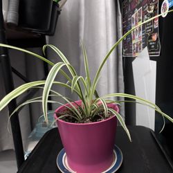 Spider Plant in Pink Ceramic Planter 