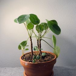 Chinese Money Plant