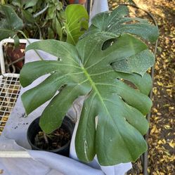 Monstera Plant