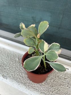 Variegated  Succulent in Pot