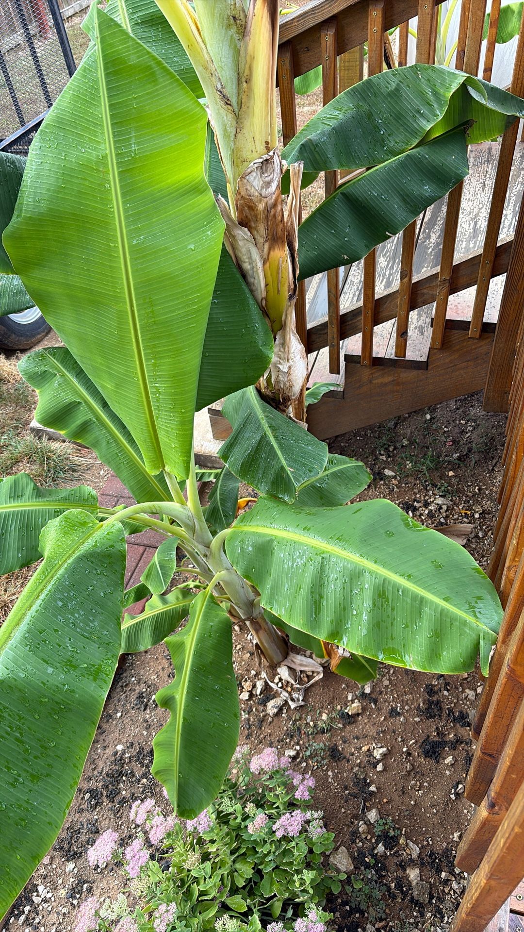 Banana Plants