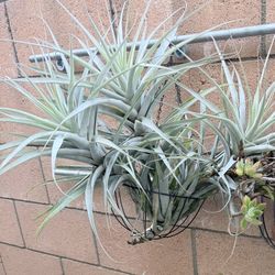 Air Plants 