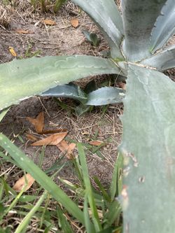Blue Agave 