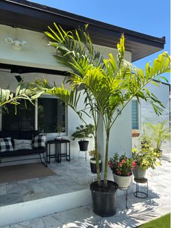 7-8ft Double Palm Trees (Central Miami)