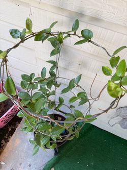 A very long and healthy wax plant.