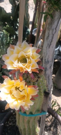 Cactus plant 🌵
