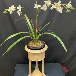 Beige Color Plant Stand Height 16”x10” Weighted (Plant Not Included)