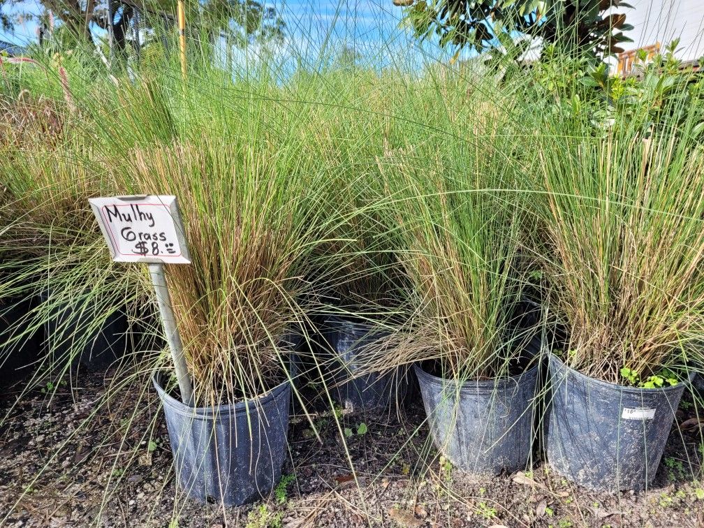 Mulhy Grass