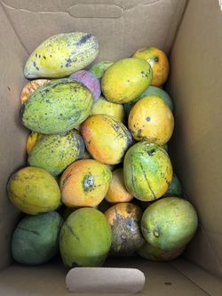 Mango