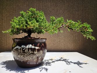 Juniper Nana Bonsai Tree