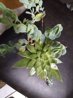 Beautiful alive plants