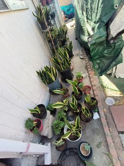 Plants