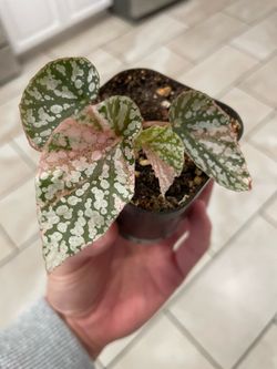 Begonia snow capped variegated