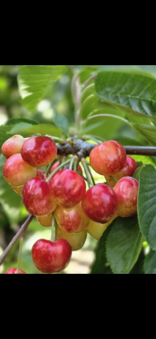 Rainer & Bing Cherries