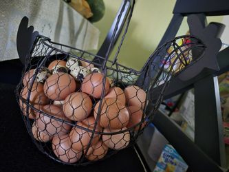 Chicken Eggs Good For Hatching