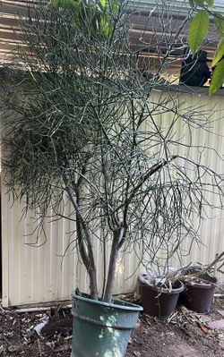 6 foot euphorbia pencil tree