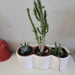 Succulent Trio In White Planter 