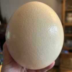 Genuine Ostrich Egg