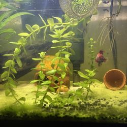 Aquatic Stem Plants 