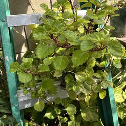 Planta la millonaria
