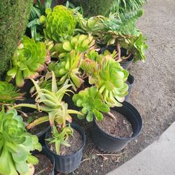 SUCCULENTS//ALOE VERA