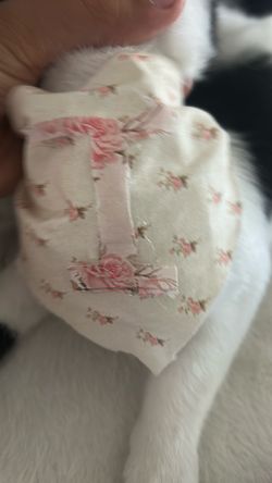 Cat dog animal custom bandanas