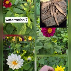 Dahlia Tuber Clumps $5 Each 