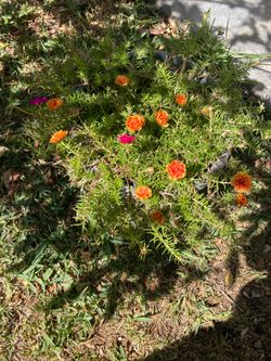 Planta grande