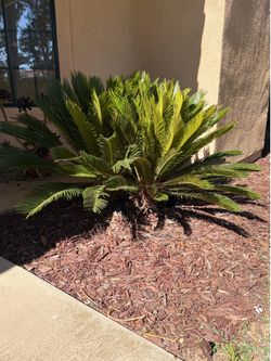 Sago palm trees