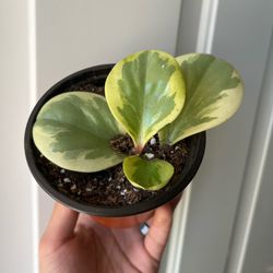 Golden gate Peperomia