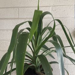 Plant And Tools 35ave/Glendale