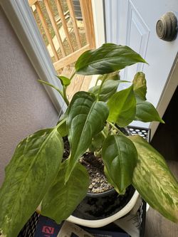 Chinese Evergreen Plant 