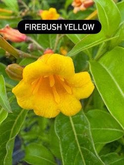 🌿 YELLOW FIREBUSH